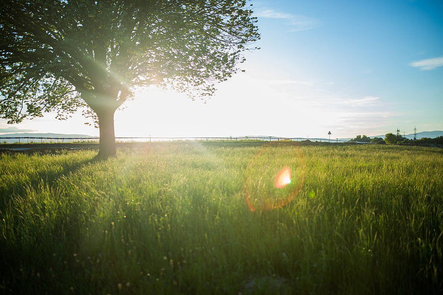 Sunlit Tree in Green Meadow with Lens Flare