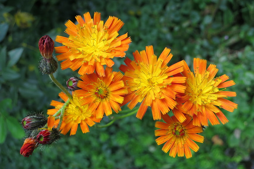 Vibrant Orange Hawkweed Flowers in a Garden