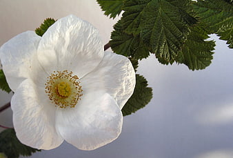Close-up of white wild rose flower with green leaves
