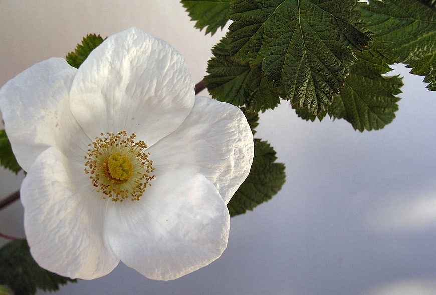 Close-up of white wild rose flower with green leaves