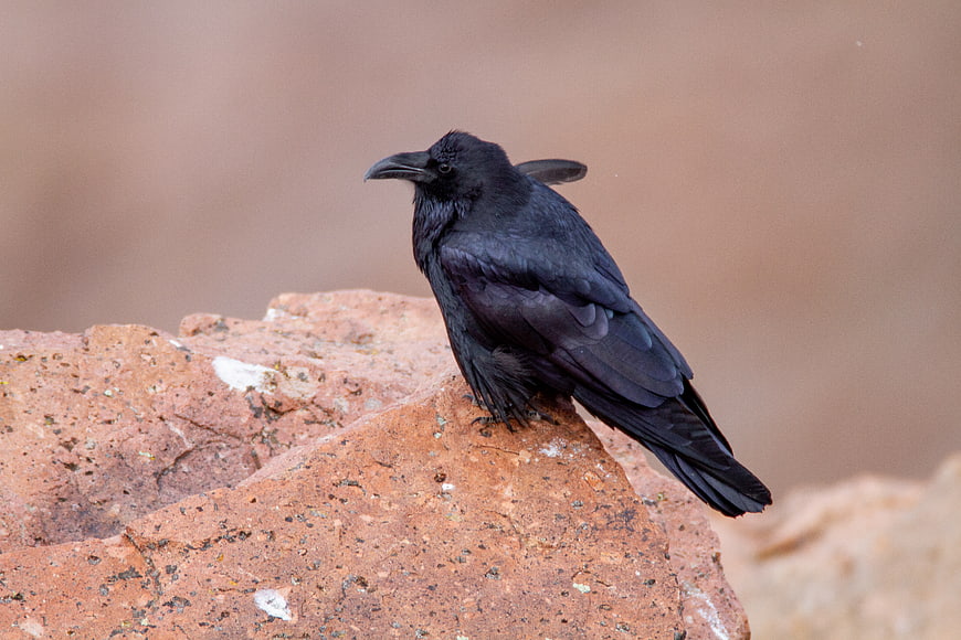 Black Raven Perched on Red Rock in Nature