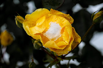 Yellow Rose with Snow in Center Close Up