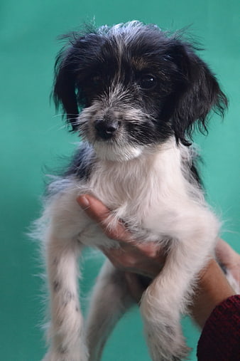Cute black and white puppy held in hands against green background