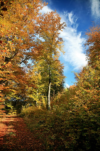 Sunlit Autumn Forest Path with Vibrant Orange and Yellow Leaves