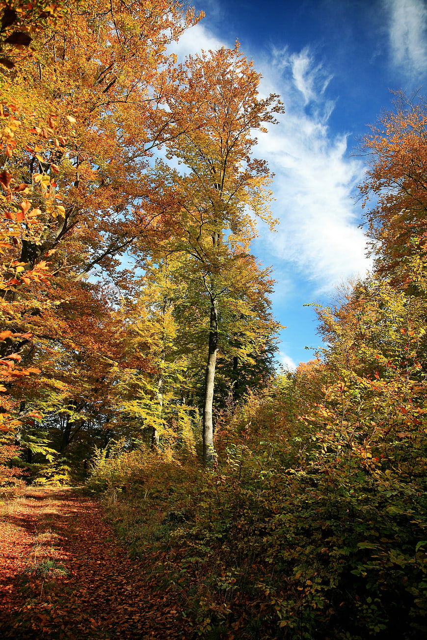 Sunlit Autumn Forest Path with Vibrant Orange and Yellow Leaves