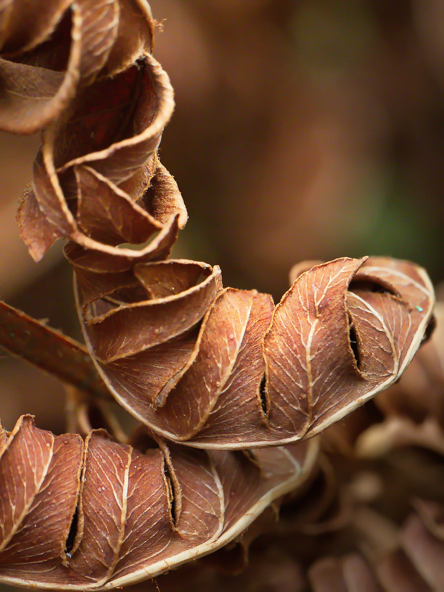 Close-up of dried brown curled fern leaves in autumn