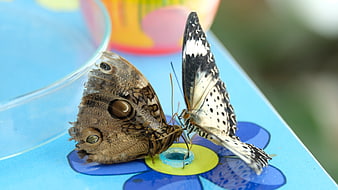 Two butterflies feeding on a blue flower feeder