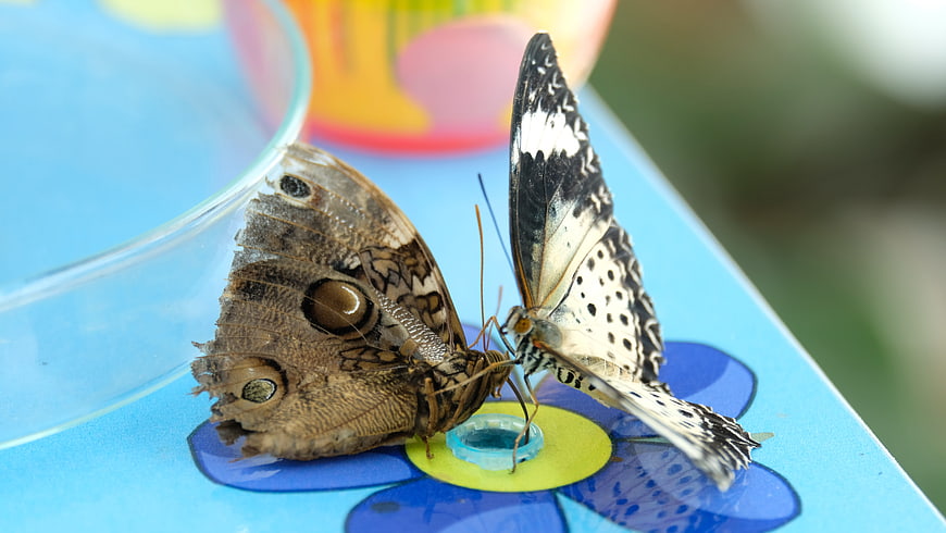 Two butterflies feeding on a blue flower feeder