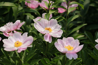 Pink Peony Flowers Blooming In Garden