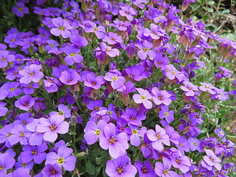 Vibrant Purple Cushion Plant Flowers in Spring Garden