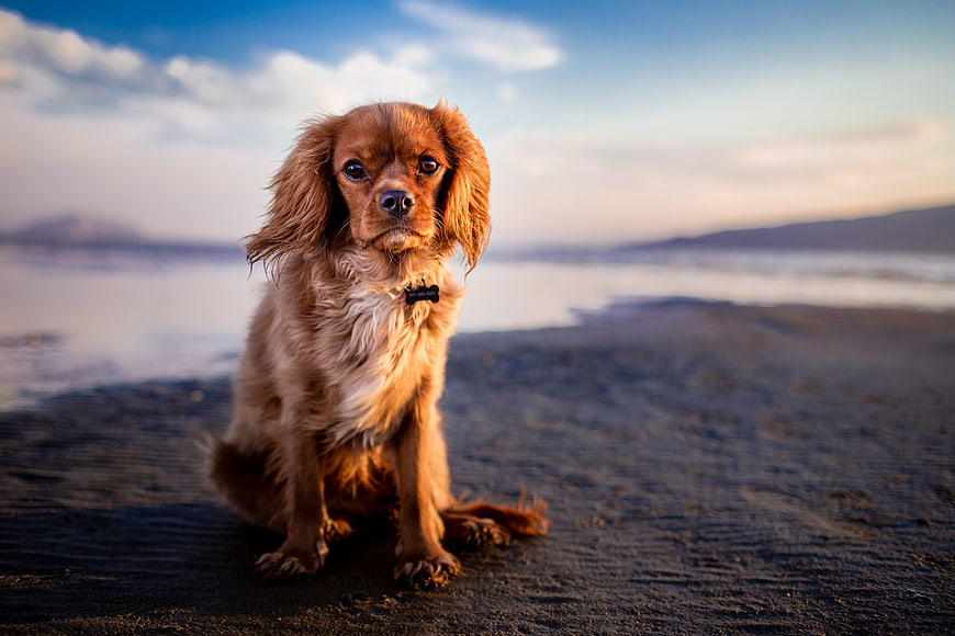 Cute brown puppy sitting on sandy beach at sunset