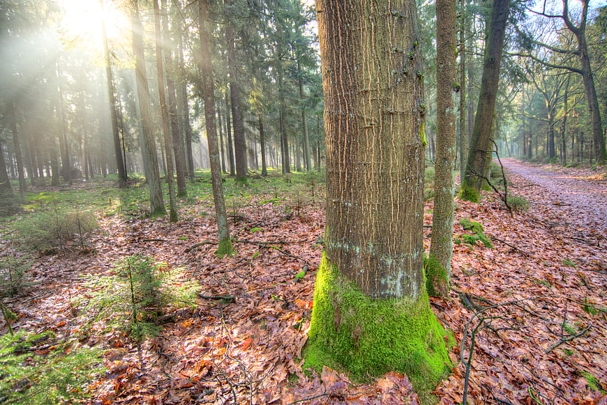 Sunlit Forest Path with Mossy Tree Trunk