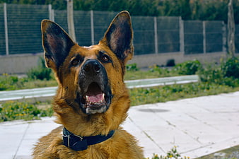 Close-up of a German Shepherd Dog Barking Outdoors