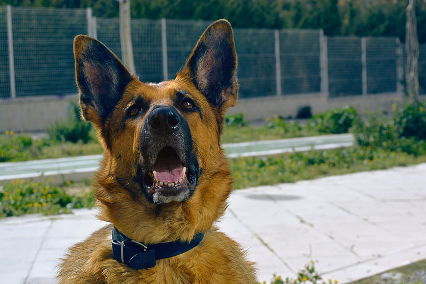Close-up of a German Shepherd Dog Barking Outdoors