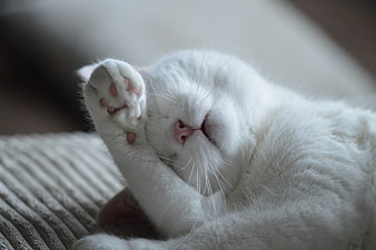 Sleeping white cat covering face with paw on textured blanket