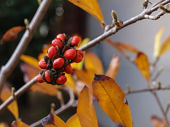 Close-up of red magnolia seeds on autumn branch