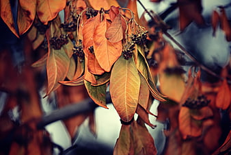 Autumn Leaves Close Up