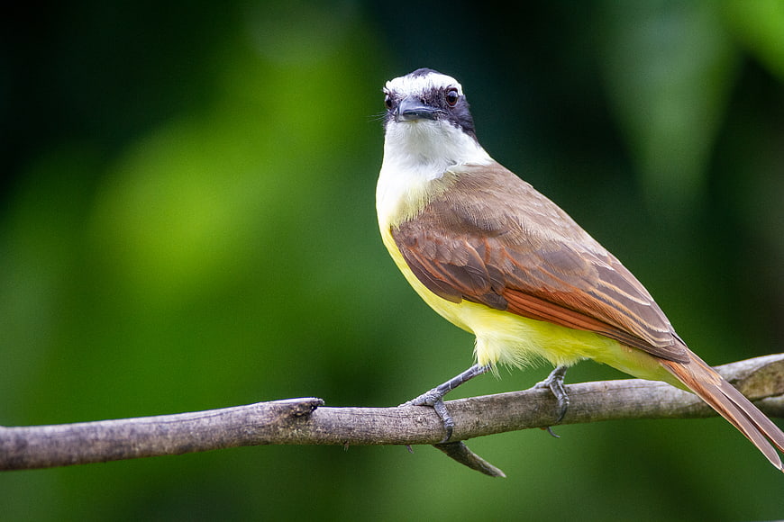 Great Kiskadee Bird Perched on Branch in Forest