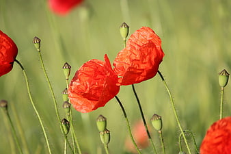 Vibrant Red Poppies in a Green Field
