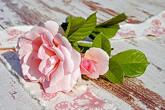 Pink Roses on Rustic Wooden Background