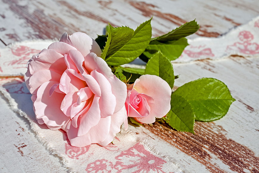 Pink Roses on Rustic Wooden Background