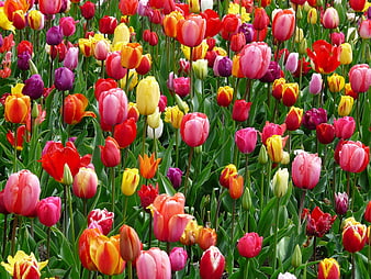 Vibrant Multicolored Tulip Field in Full Spring Bloom