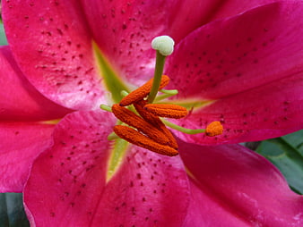 Close-up of vibrant pink lily with orange stamens