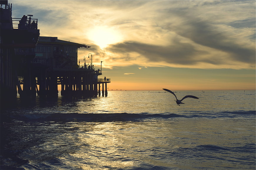 Seagull Flying Over Ocean at Sunset Near Pier