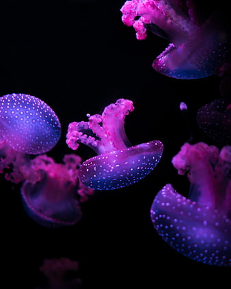 Glowing Purple Jellyfish Floating in Dark Underwater Environment