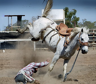 White horse bucking cowboy in rodeo arena action shot