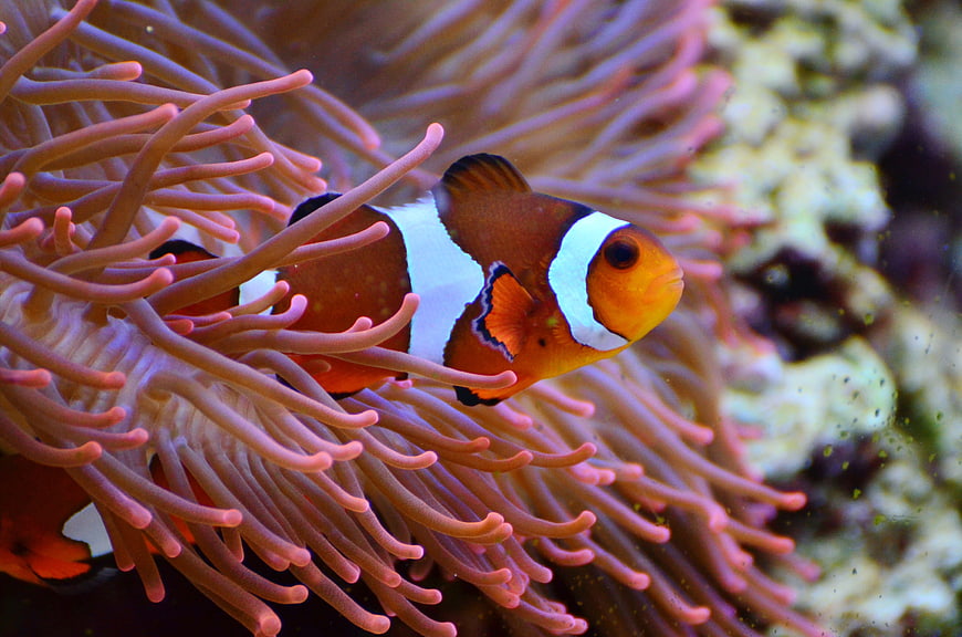 Close-up of Clownfish Swimming in Pink Sea Anemone