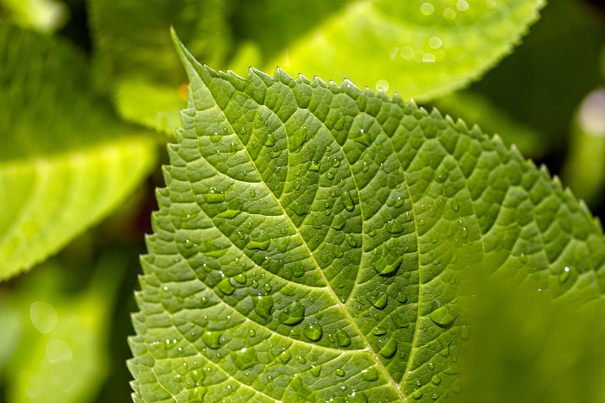 Close-up of vibrant green leaf with water droplets