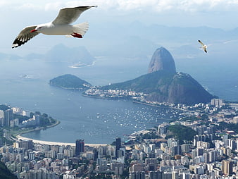 Rio de Janeiro skyline with Sugarloaf Mountain and seagulls in flight