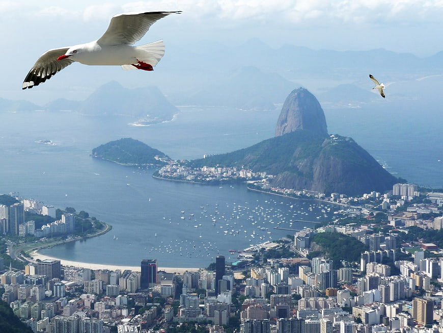 Rio de Janeiro skyline with Sugarloaf Mountain and seagulls in flight