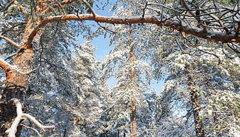 Snow-covered pine trees in a winter forest against a blue sky