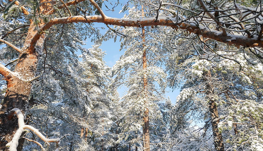 Snow-covered pine trees in a winter forest against a blue sky
