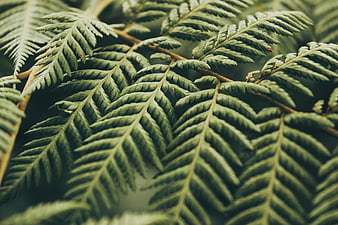 Close-up of lush green fern fronds with natural texture