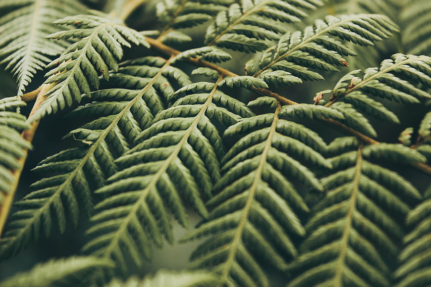 Close-up of lush green fern fronds with natural texture