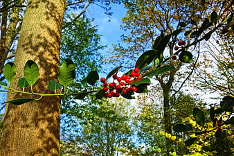 Vibrant red holly berries on a branch against blue sky