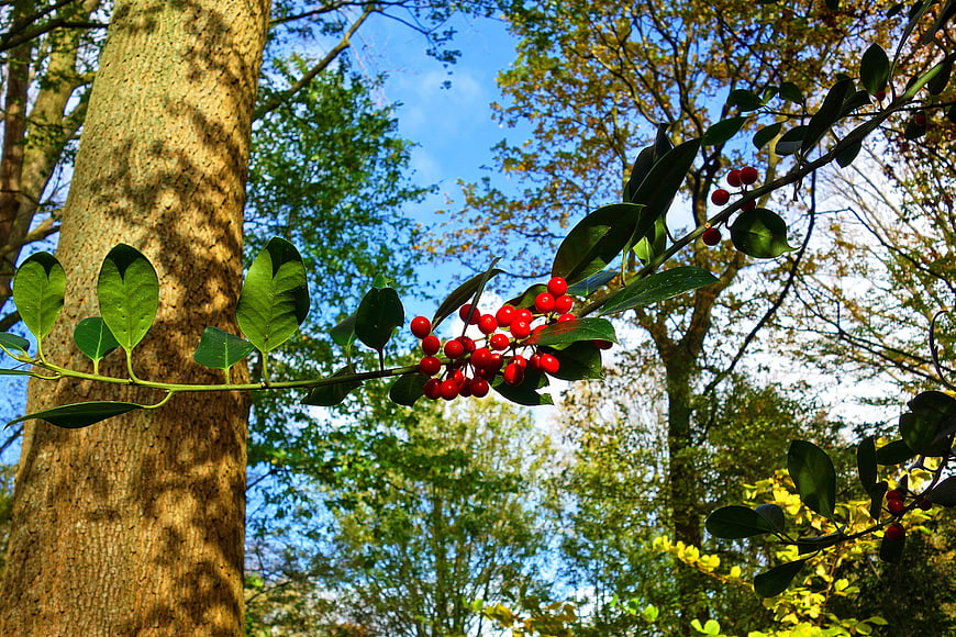 Vibrant red holly berries on a branch against blue sky