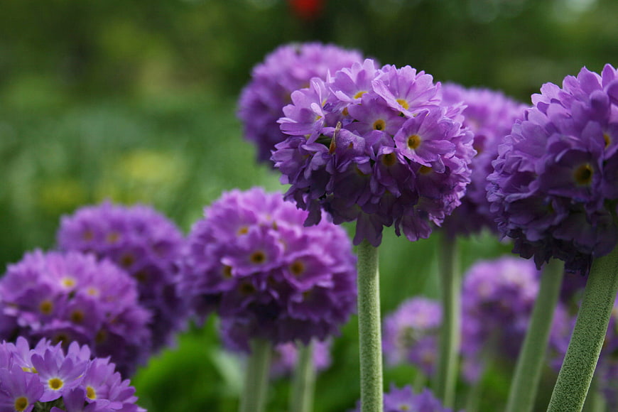 Close-up of purple primrose flowers in a garden
