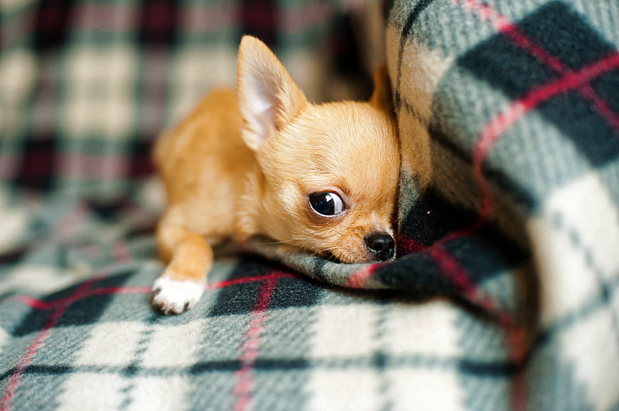 Cute Chihuahua Puppy Resting on Plaid Blanket