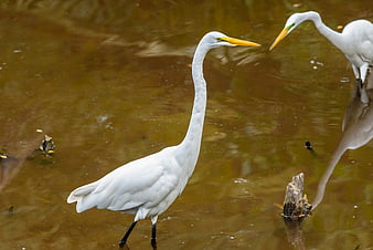 Great Egret Standing in Shallow Murky Water