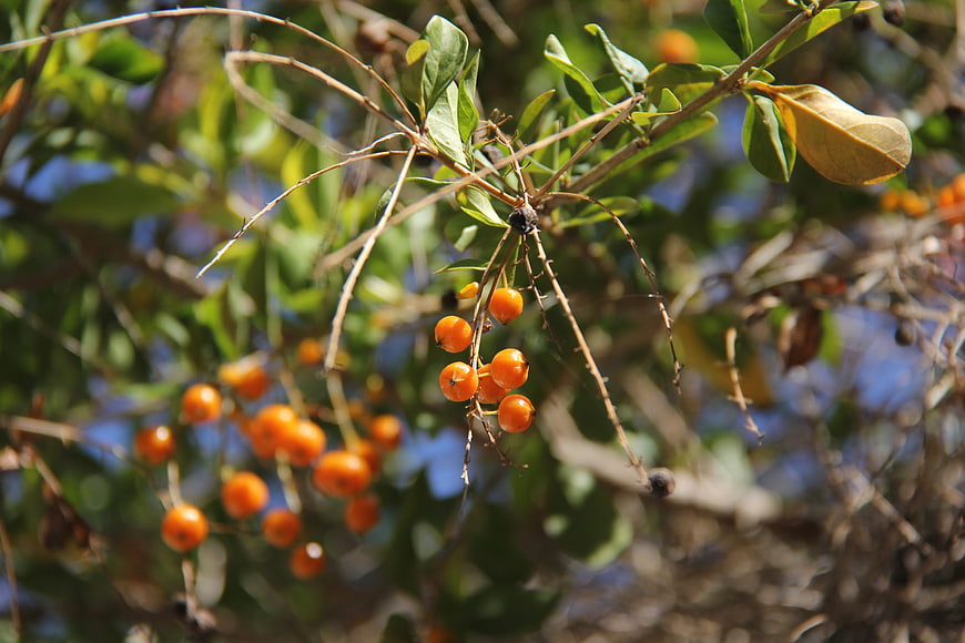 Close-up of bright orange berries on a branch