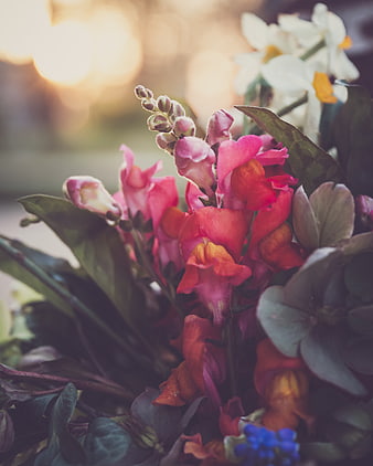 Close-up of vibrant pink snapdragons and white daffodils in spring garden