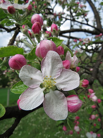 Close-up of blooming apple blossom with pink buds