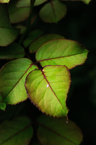 Close-up of green rose leaves with dark background