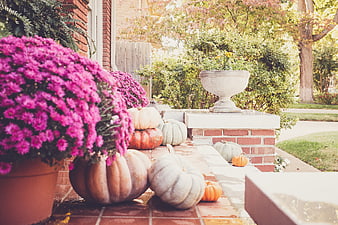 Autumn Porch Decor with Pumpkins and Pink Mums