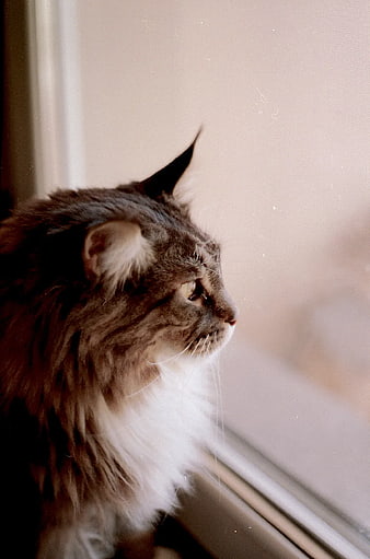 Fluffy Maine Coon Cat Looking Out Window