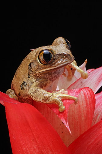 Brown Tree Frog Perched on Red Flower Petal